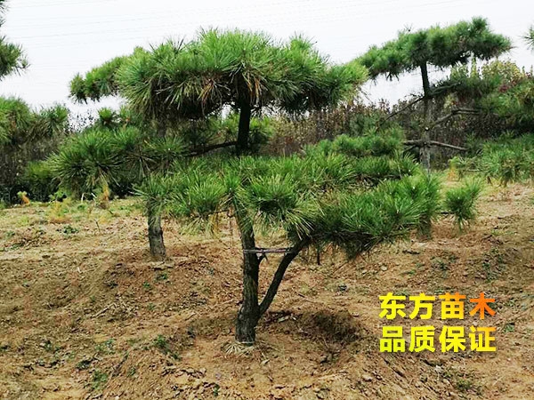 景觀松