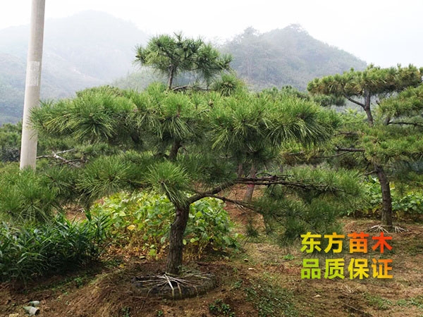 景觀松