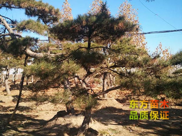 景觀松