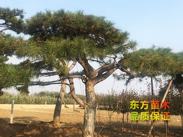 景觀松