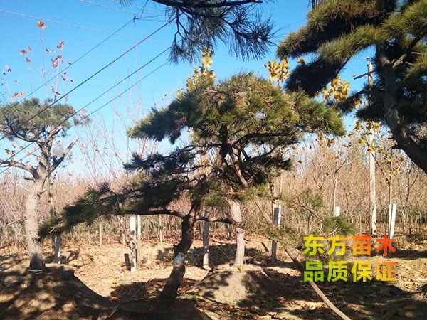 景觀松