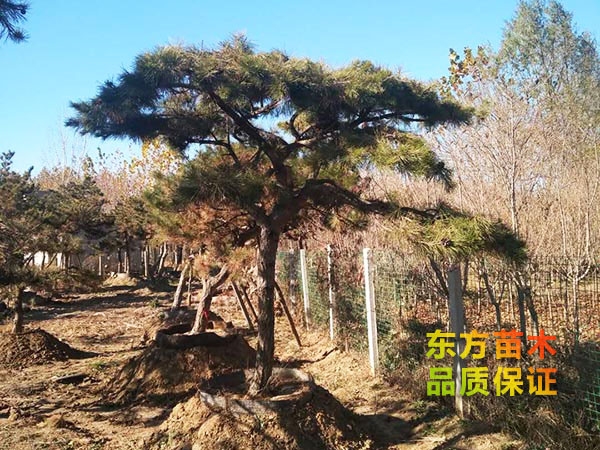 景觀松