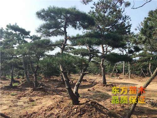 景觀松