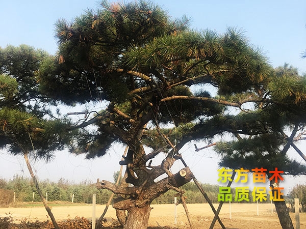 景觀松