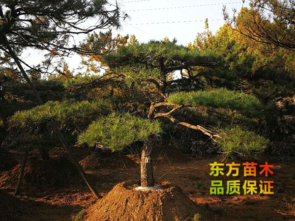 景觀松