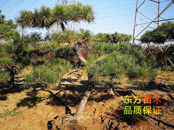 景觀松