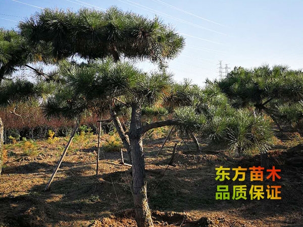 景觀松