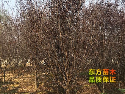 紫葉李