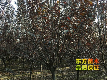 紫葉李