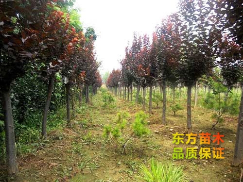 紫葉李
