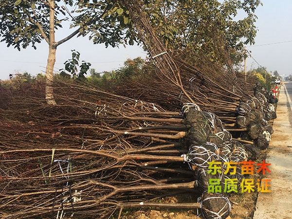 紫葉李