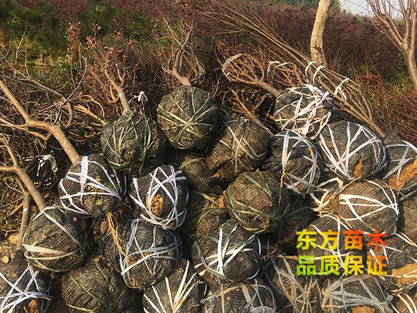 紫葉李