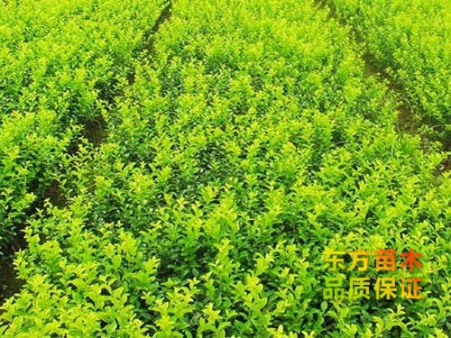 金葉女貞