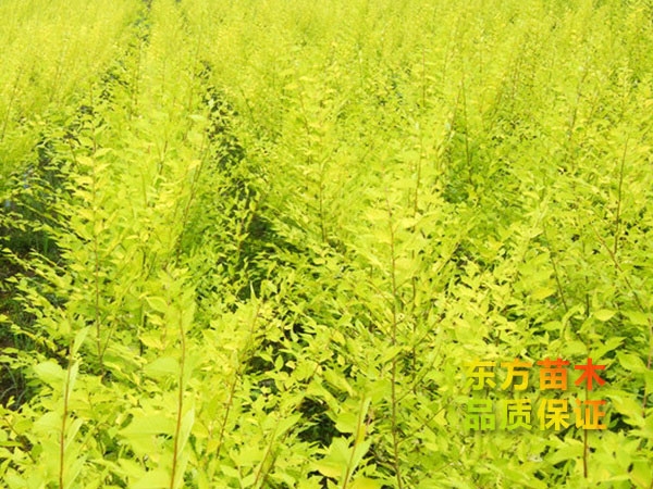 金葉女貞