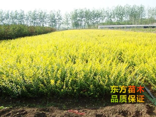 金葉女貞
