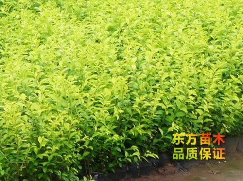 金葉女貞