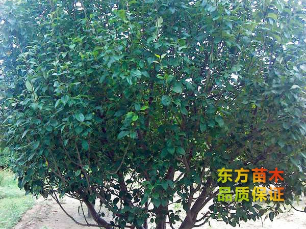 叢生海棠