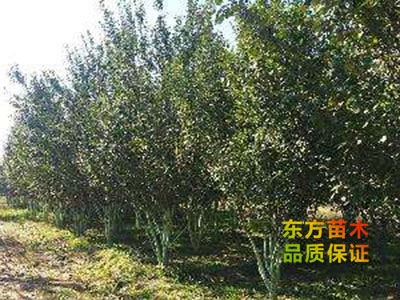 叢生海棠