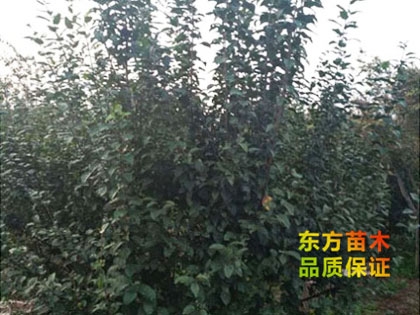 叢生海棠