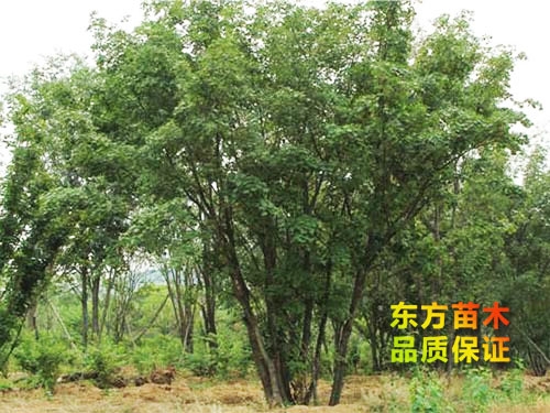 叢生海棠