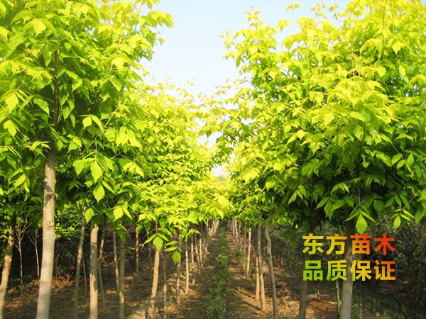 復(fù)葉槭