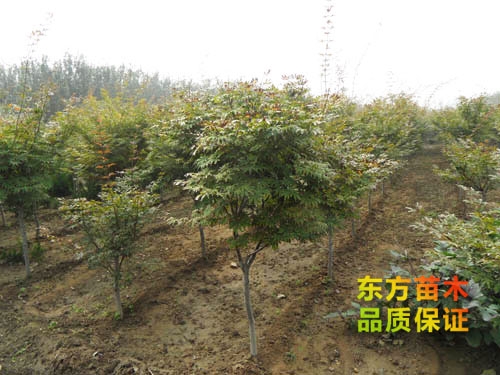 紅楓