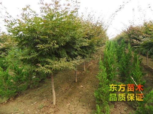 紅楓