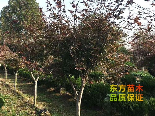 紅楓