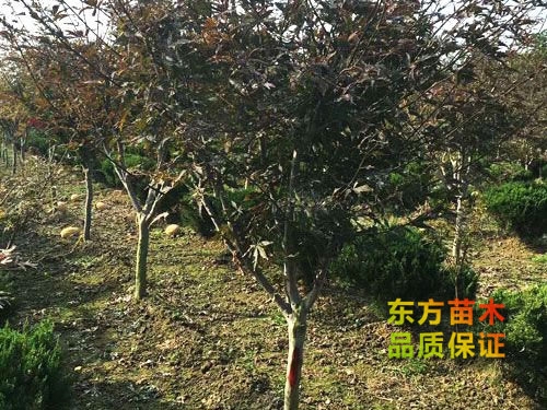 紅楓