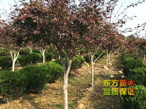 紅楓