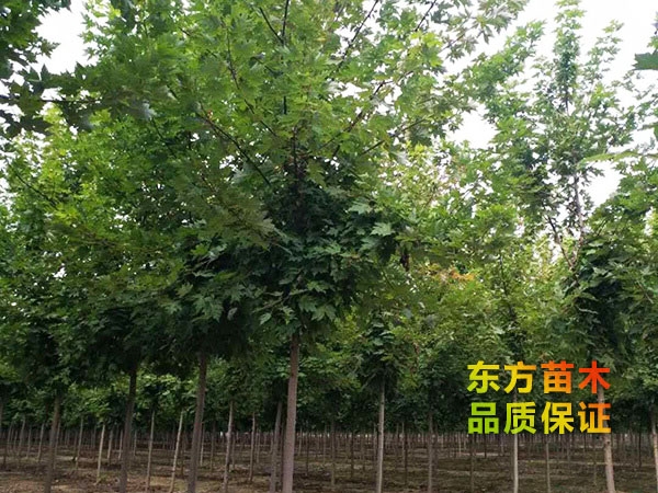 美國紅楓