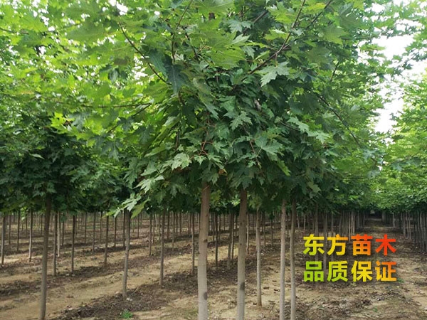 美國紅楓