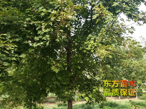 美國紅楓