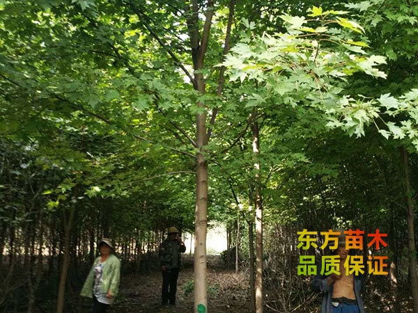 美國紅楓