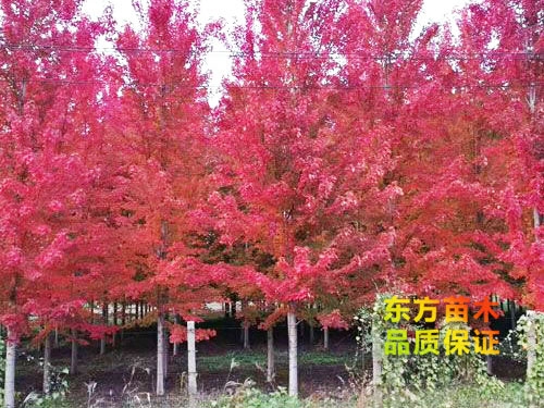 美國紅楓
