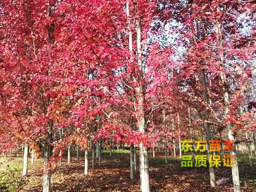 美國紅楓