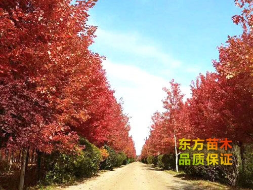 美國紅楓
