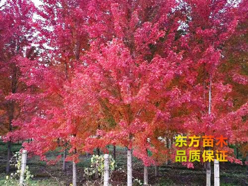 美國紅楓