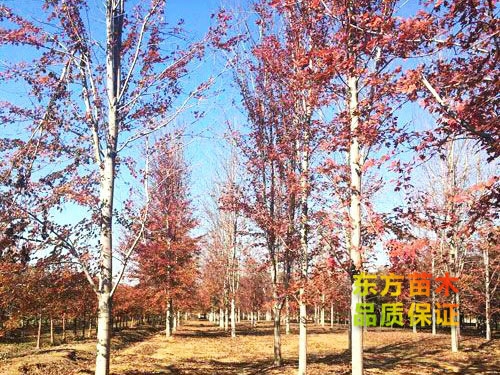 美國紅楓