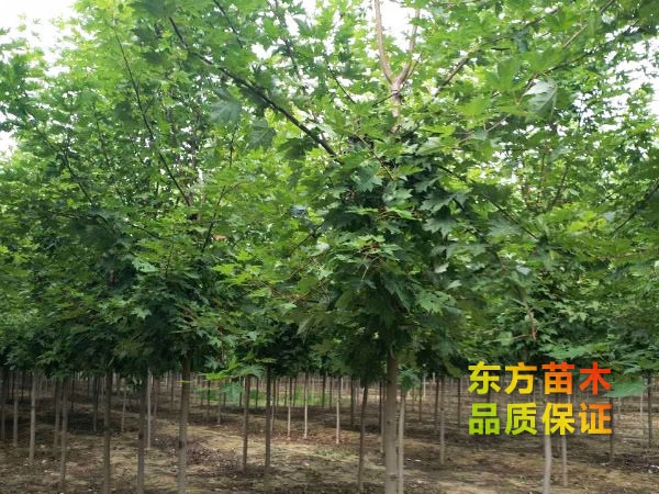 美國紅楓