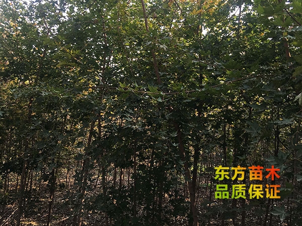 五角楓