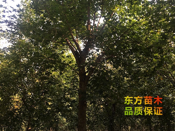五角楓