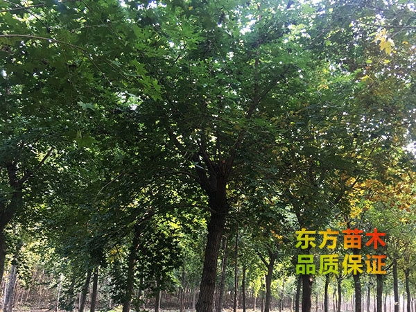 五角楓