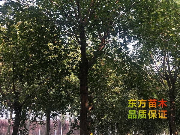 五角楓