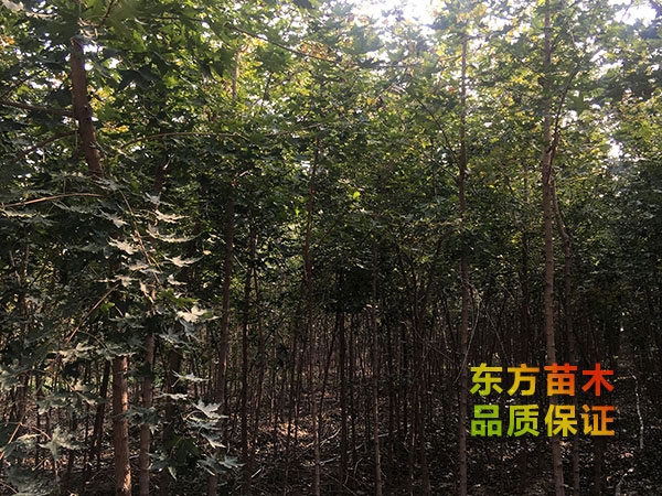 五角楓