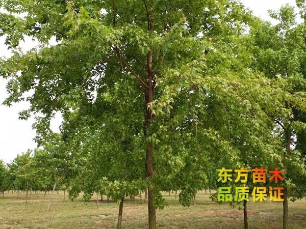 五角楓