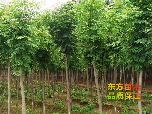 欒樹