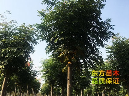 欒樹