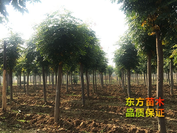 欒樹