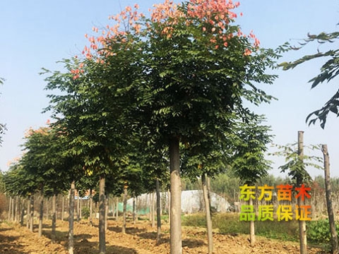 欒樹